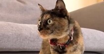 猫がいる家に『虫』が入ってきた結果…笑ってしまう『日常の様子』が11万再生「平和でほっこりした」「まんまるお目目が可愛すぎ」