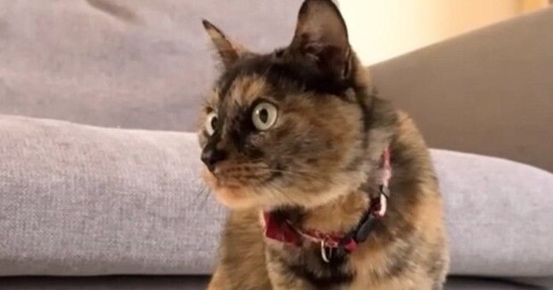 猫がいる家に『虫』が入ってきた結果…笑ってしまう『日常の様子』が11万再生「平和でほっこりした」「まんまるお目目が可愛すぎ」