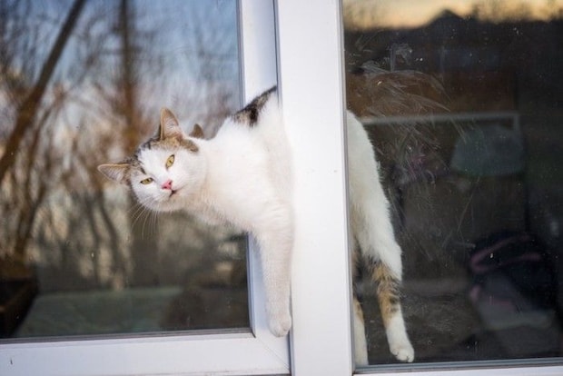 窓から抜け出そうとする猫