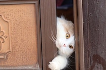 『脱走したがる猫』に共通している特徴4つ　あなたの愛猫はどう？防ぐための対策方法も