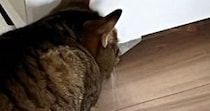 ふと見ると、冷蔵庫の下を『じっと見つめていた猫』……嫌な予感がする瞬間に６万いいね「わかるｗｗ」「うちはムカデがいた」「トラウマ」