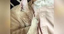 布団で寝ている赤ちゃん→すぐ横には『猫』がいて…ずっと見ていたくなる『尊い光景』に反響「めちゃめちゃ仲良しで可愛い」「癒される」
