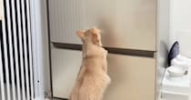 冷蔵庫を一人用からファミリー用に買い替え→猫が見ていると思ったら…予想外の『驚きの行動』が18万再生「身体能力すごっ」「カッコイイ」