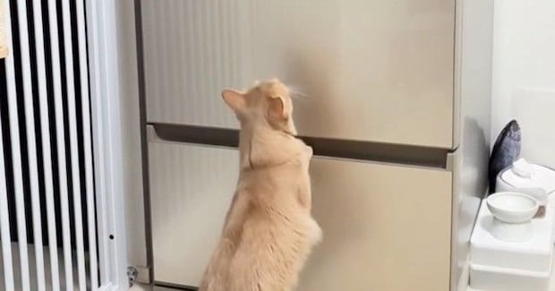 冷蔵庫を一人用からファミリー用に買い替え→猫が見ていると思ったら…予想外の『驚きの行動』が18万再生「身体能力すごっ」「カッコイイ」
