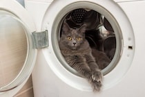 猫がいる家で注意すべき『危ない家電』5選　起こりうるトラブルや安全を守るための対策