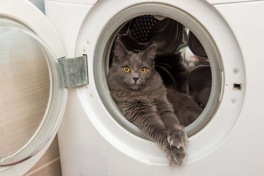 猫がいる家で注意すべき『危ない家電』5選　起こりうるトラブルや安全を守るための対策