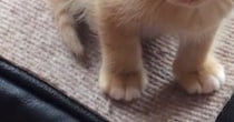 高いところに登ったりして『遊んでいた子猫』→疲れてしまったようで…微笑ましい光景に「可愛すぎて心臓が痛い」「全ての動きが愛おしい」の声