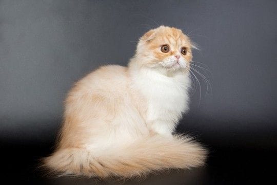 『長毛と短毛』どちらも存在する猫種3選 まるで違う種類のよう?それぞれの魅力や特徴もご紹介