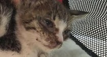 呼吸をするのも『ギリギリの状態だった子猫』を保護した結果…立派に成長した『６年後の光景』に感動「ほんとうに良かったね」「愛情の賜物」
