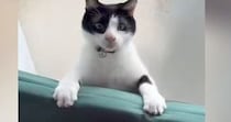 クッションと壁の隙間に挟まった猫→よじ登ろうとした結果…可愛すぎる展開に「ゆっくりいなくなったｗ」「予想以上で愛おしい」と反響