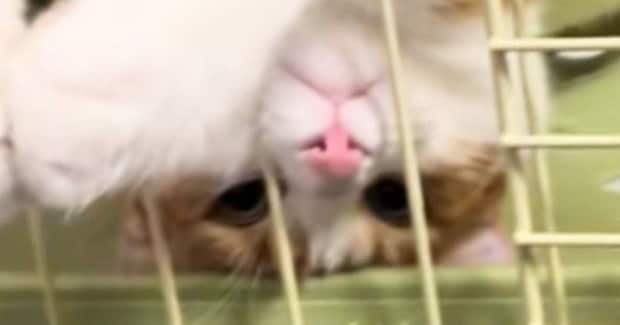 ハンモックでくつろぐ猫→『独特な体勢』で……「ナマケモノ見たのかなw」「なんちゅう格好w」思わず笑ってしまう瞬間に反響