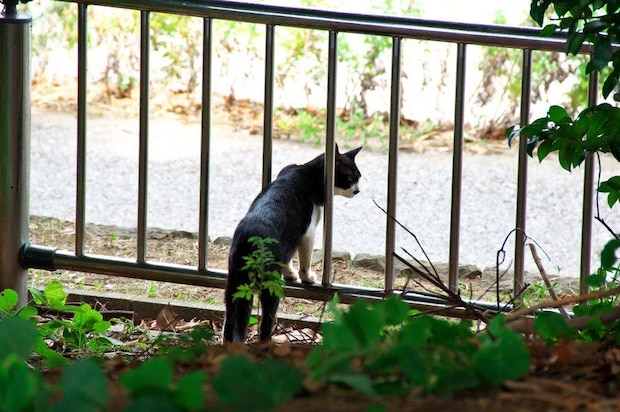 庭の塀ぎわで外を警戒する猫