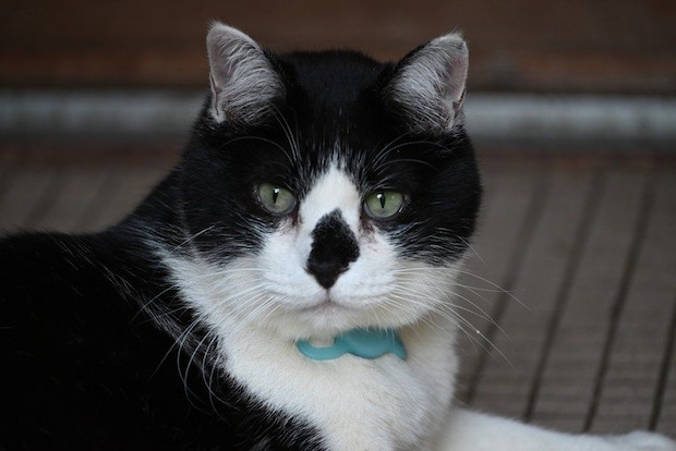くつろぐタキシード猫