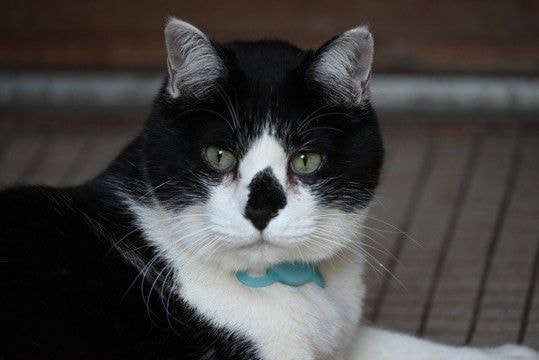 勇敢な「番猫」に賞賛の声 小さな「タキシード猫」が、侵入してきたクマを追い払う カナダ