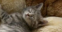 15年前、『公園で保護された子猫』を家族に迎えたら…大きく見た目が変化した『現在の光景』に反響「ずっと可愛い」「愛おしさ増してる」