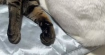 仲良くくつろぐ『2匹の猫』を見たら→1匹の『頭』が……衝撃の瞬間に「一瞬ビックリするやつｗ」「二度見してしまったｗ」と22万再生