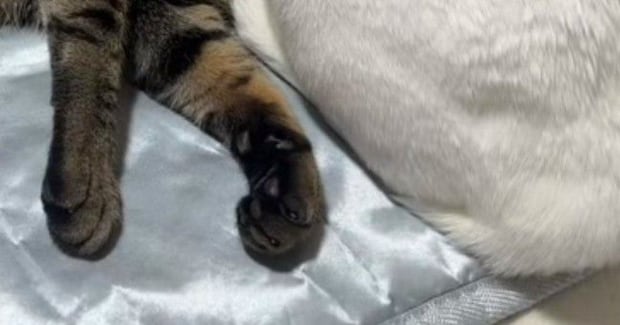 仲良くくつろぐ『2匹の猫』を見たら→1匹の『頭』が……衝撃の瞬間に「一瞬ビックリするやつw」「二度見してしまったw」と22万再生
