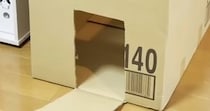 手作り段ボールハウスが完成→猫のことを呼んでみると…微笑ましい光景に癒される人が続出「スムーズすぎるｗ」「おもろ可愛いｗ」