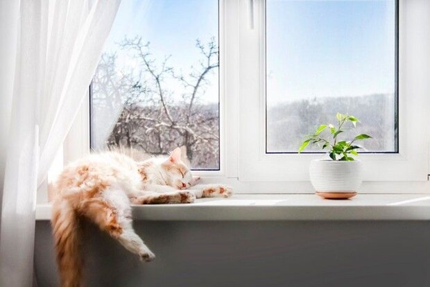 窓辺で寝る猫