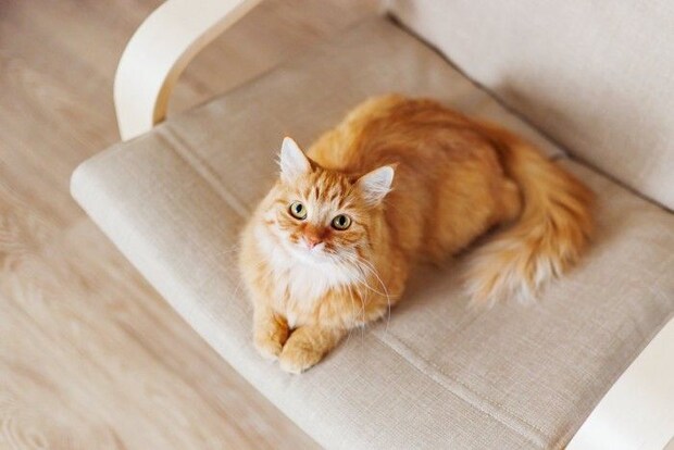 見上げる長毛猫