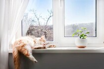 猫の『生活の質』を向上させる方法5選　愛猫の幸せのために飼い主が心がけたいこと
