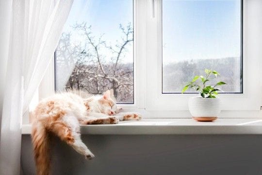 猫の『生活の質』を向上させる方法5選 愛猫の幸せのために飼い主が心がけたいこと