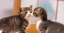 2匹の保護子猫→1匹がママの『膝の上』で甘え始めると…キュンとくる光景が19万再生「優しい気持ちになった」「なんて天使なんだろう」
