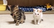 ケージ越しに会っていた子猫2匹→直接対面すると…とんでもなく尊い『まさかの光景』が74万再生「可愛いの暴力ｗ」「破壊力がやばい」と悶絶