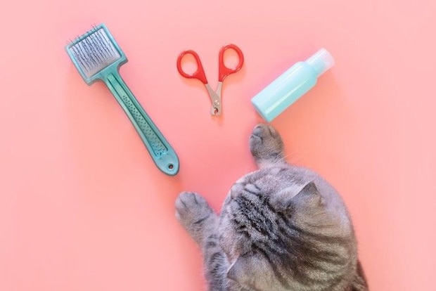 お手入れ用品と猫