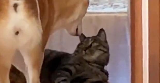 ビビリな柴犬→廊下でくつろいでいる猫のもとに向かうと……『笑ってしまうやり取り』に「本当に可愛らしい」「癒やしをありがとう」と反響