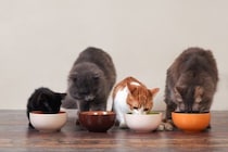 猫の『療法食』について知っておくべき知識4つ　一般的なフードとの違いや適切な与え方を解説