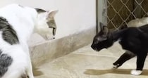 保護して１か月半が経った『やんちゃな子猫』→先住猫と対面すると…『心温まる光景』に反響「なかなかのお転婆さんｗ」「本当にかわいい」