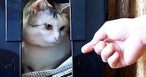 『新聞ストッカーの中』でくつろぐ猫→パパが取ろうと手を伸ばしたら…『爆笑の攻防戦』が16万再生「かわいいｗｗ」「たまらんねｗ」