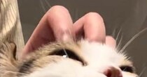 頭を撫でられて『幸せそうな表情をする猫』→『口元』を見ると…愛おしすぎる光景に「初めて見たｗ」「嬉しくてたまらないんだろうね」と反響
