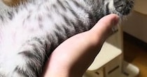 『早くお風呂入りな』と言われても動こうとしない男の子→様子を見に行くと、子猫が…尊すぎる瞬間に３万いいね「動けないｗ」「メロメロｗ」