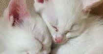保護された『子猫の姉妹』を家族に迎えた結果→４か月後…見違えるビフォーアフターが13万表示「美しく育ったね」「真っ白も可愛いなぁ」