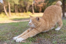 猫がグーッと『体を伸ばしている』ときの心理4つ　行動の意味や体にもたらす意外なメリットまで