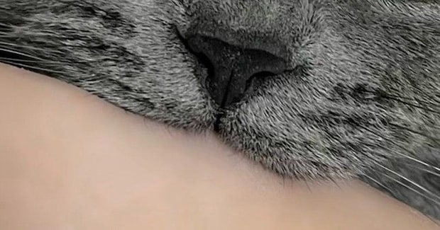 飼い主の手を甘噛みする猫→眠気に襲われると……可愛すぎる『まさかの光景』に6万いいね「ええ顔しとる」「目つきがヤバかわいい」