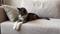 猫の年齢を『人間の年齢』に換算するとどうなるの？　計算の方法やライフステージが変わる目安も解説