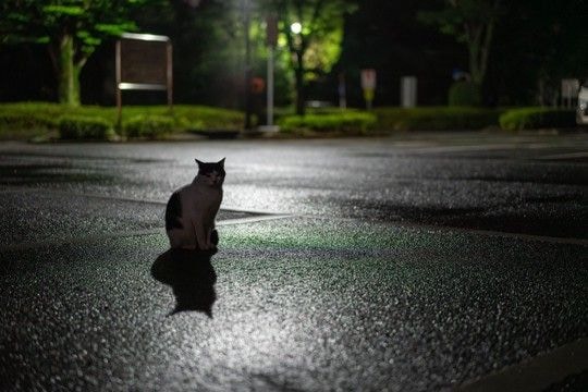 猫に関する『気になる疑問』4選 猫よけ水に効果はあるの?正しい知識までご紹介