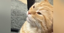 猫が『久しぶりに甘えてきた』と思ったら…『おてての動き』を見ると→尊すぎる光景が94万再生「超絶可愛い」「赤ちゃんの気持ちなのね」
