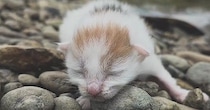 川辺で鳴いていた『生まれたばかりの赤ちゃん猫』を保護…家族と歩んだ感動の1年間と『現在の光景』に「見つけてもらえて良かった」の声