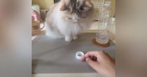 猫と『ペットボトルの蓋』を使って遊んだ結果…ずっと見ていたくなる『微笑ましい光景』が120万表示「めっちゃ時間経つやつ」「楽しそうｗ」