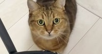 魚を焼いていると、近くにやってきた猫→椅子の上に乗って…『可愛すぎる行動』に癒される人が続出「目が輝いてるｗｗ」「すごい勢いで笑った」
