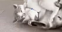 じゃれ合う『兄弟のような２匹の猫』→５年が経つと…ずっと見ていたくなる『微笑ましい光景』に「ふたりとも可愛いね」「仲がいい」と反響