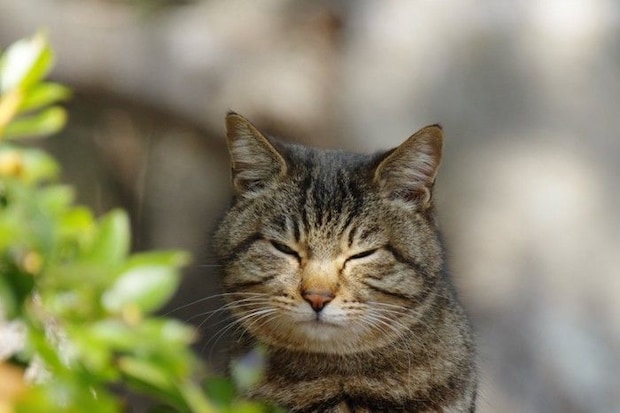 眩しそうな猫