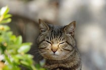 猫が『目を細める』ときに隠された心理3つ　愛情表現の証？上手な接し方とは