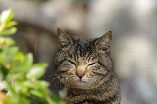 猫が『目を細める』ときに隠された心理3つ　愛情表現の証？上手な接し方とは
