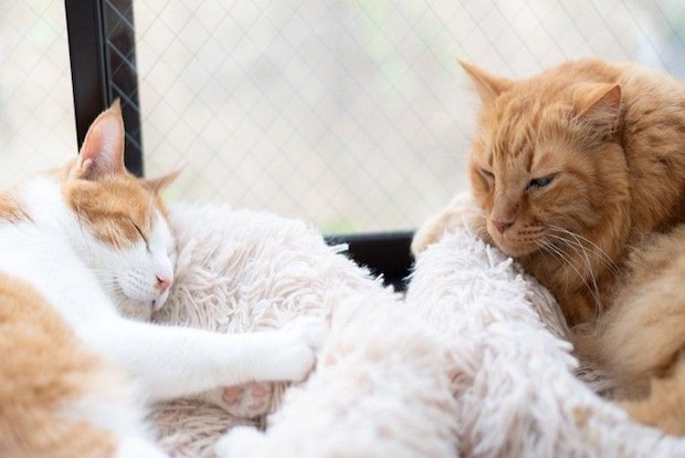窓辺でくつろぐ2匹の猫