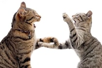 猫の間にも『いじめ』は起こるの？　見逃せない5つのサインや適切な対処法
